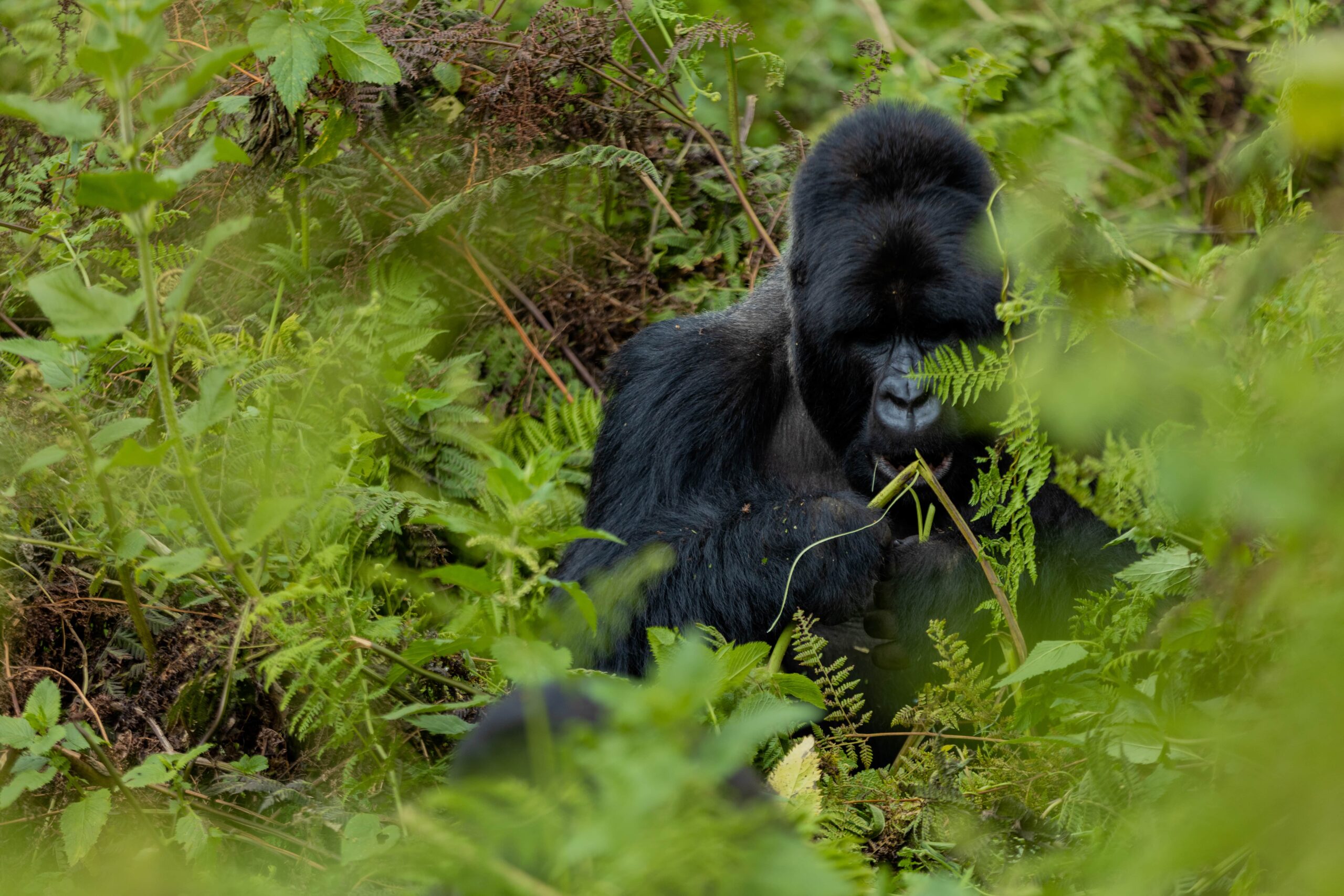 9 Days 8 Nights Midrange Rwanda Wildlife Safari Vacation Trip